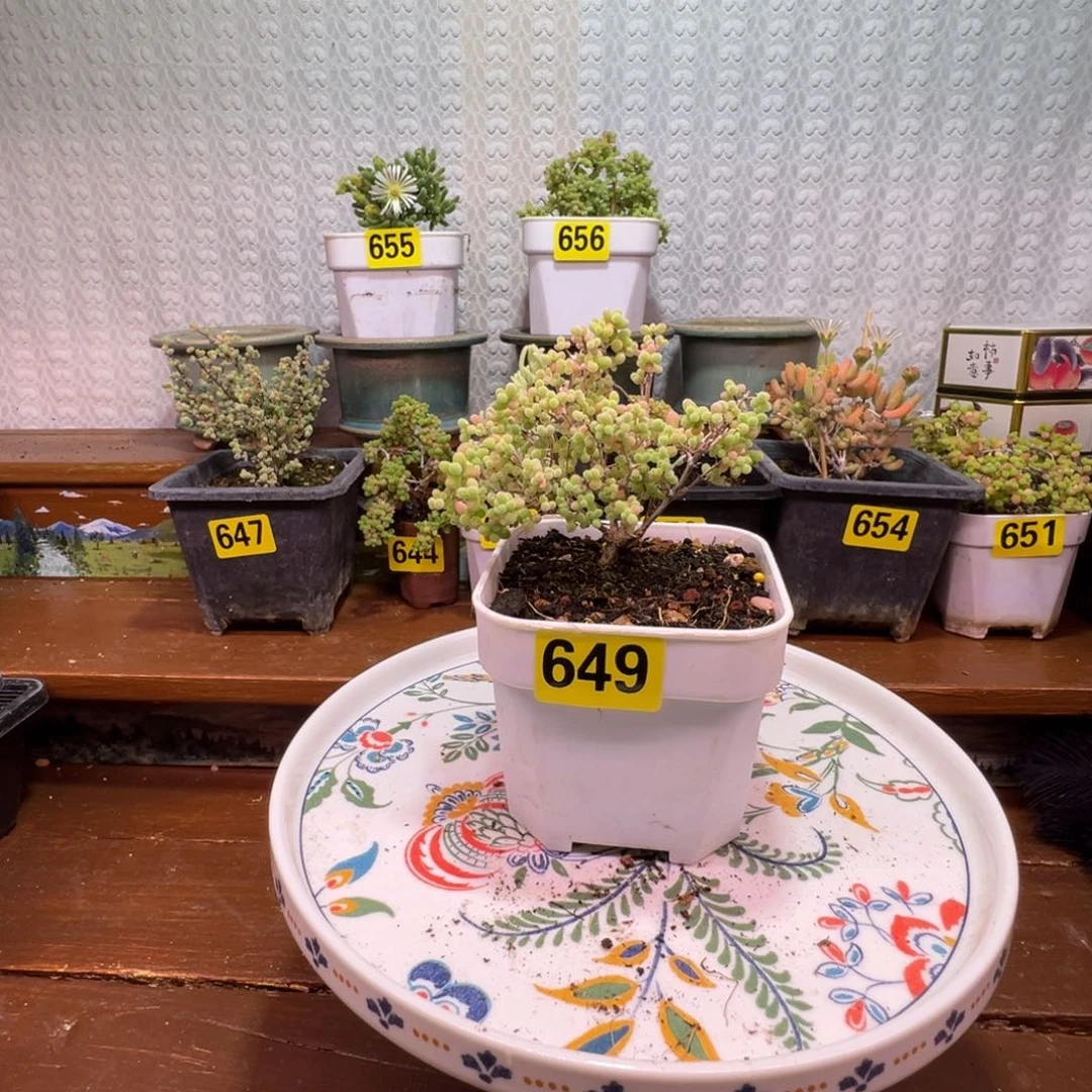 枝干番杏多肉植物649