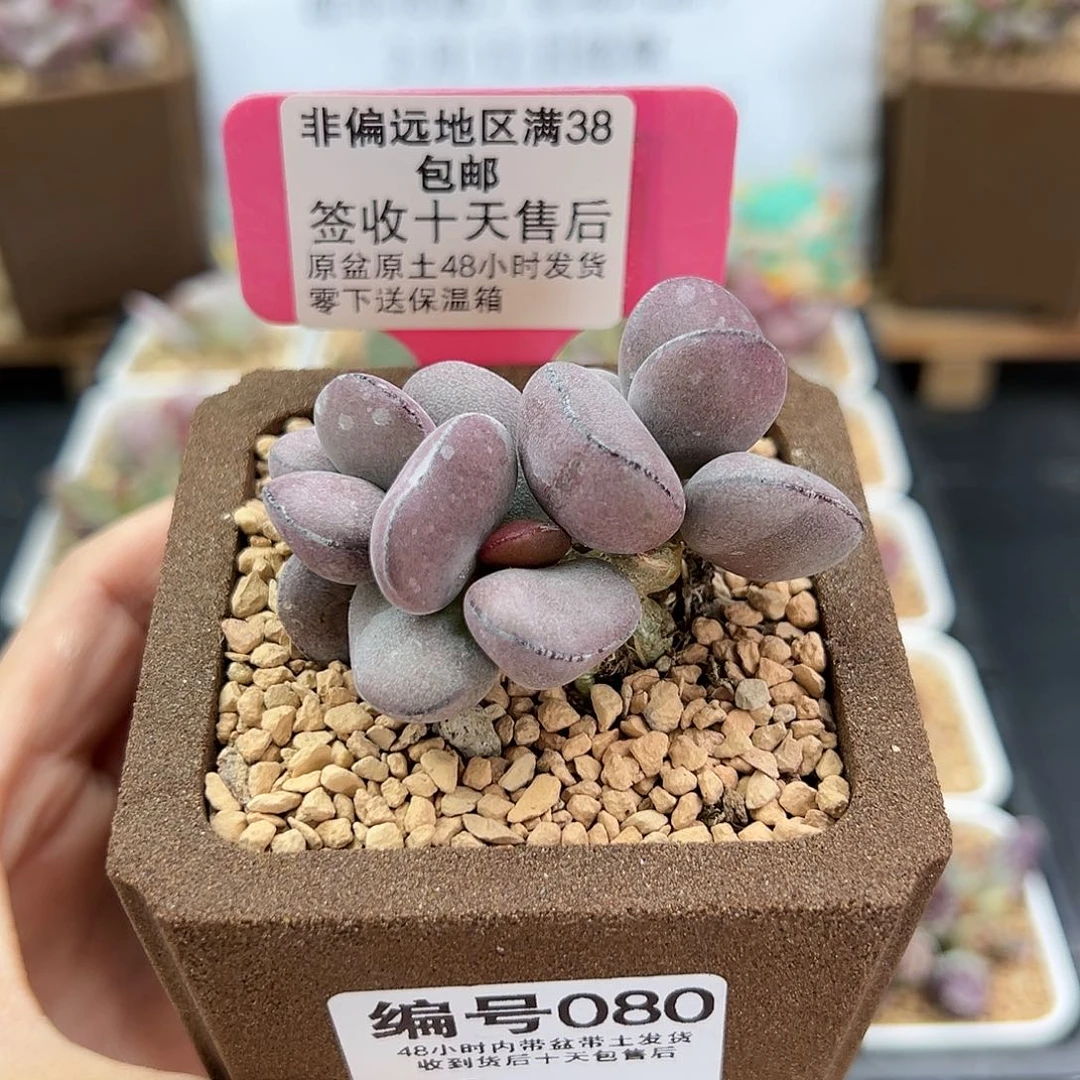 080球球紫蛋多肉