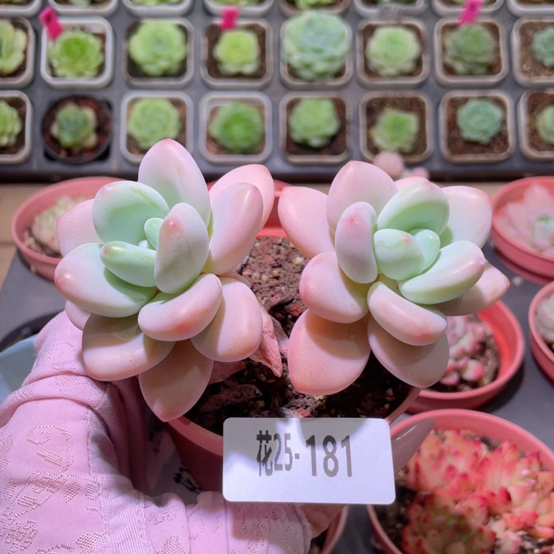 花利美25-181洛神