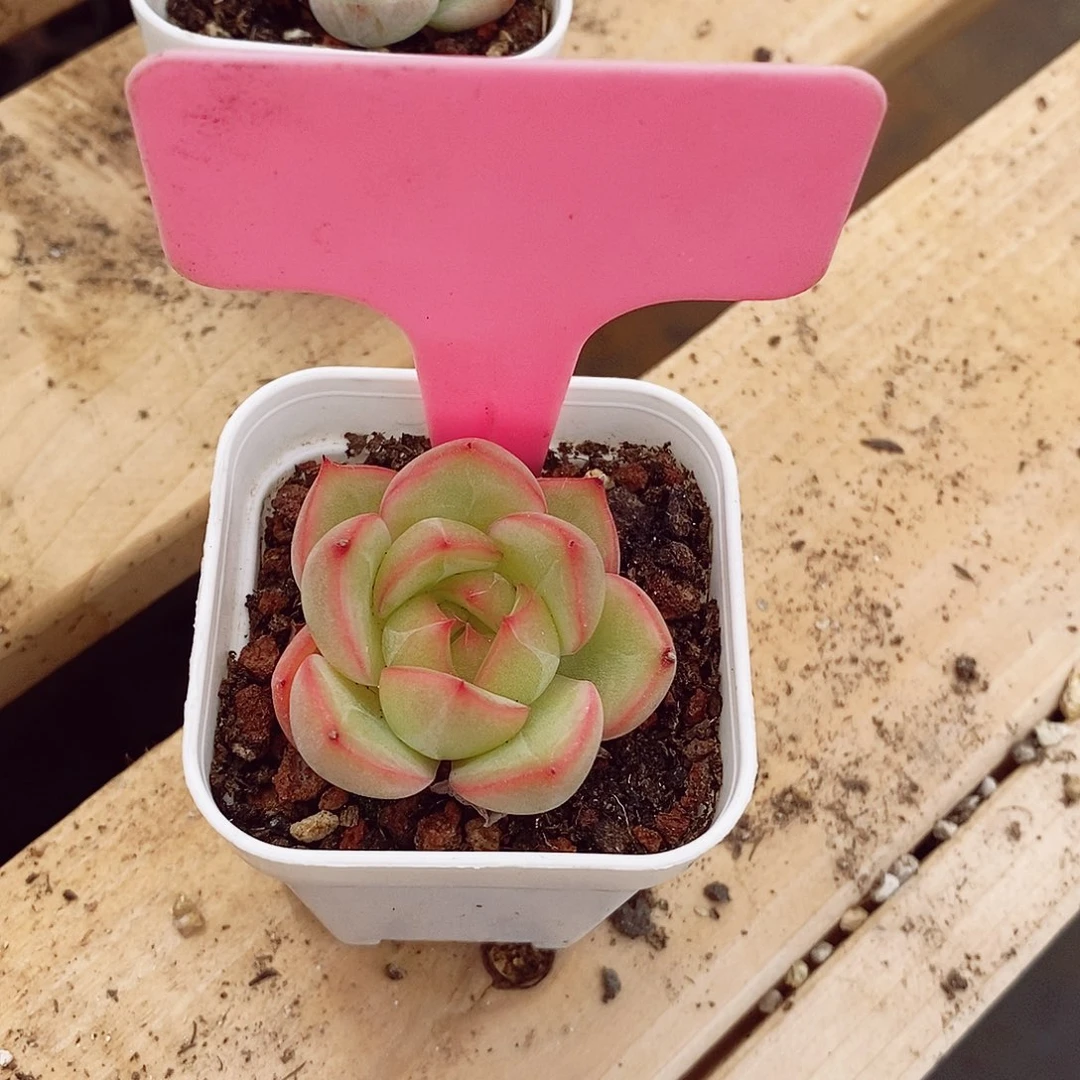 l****林不知名3cm多肉植物