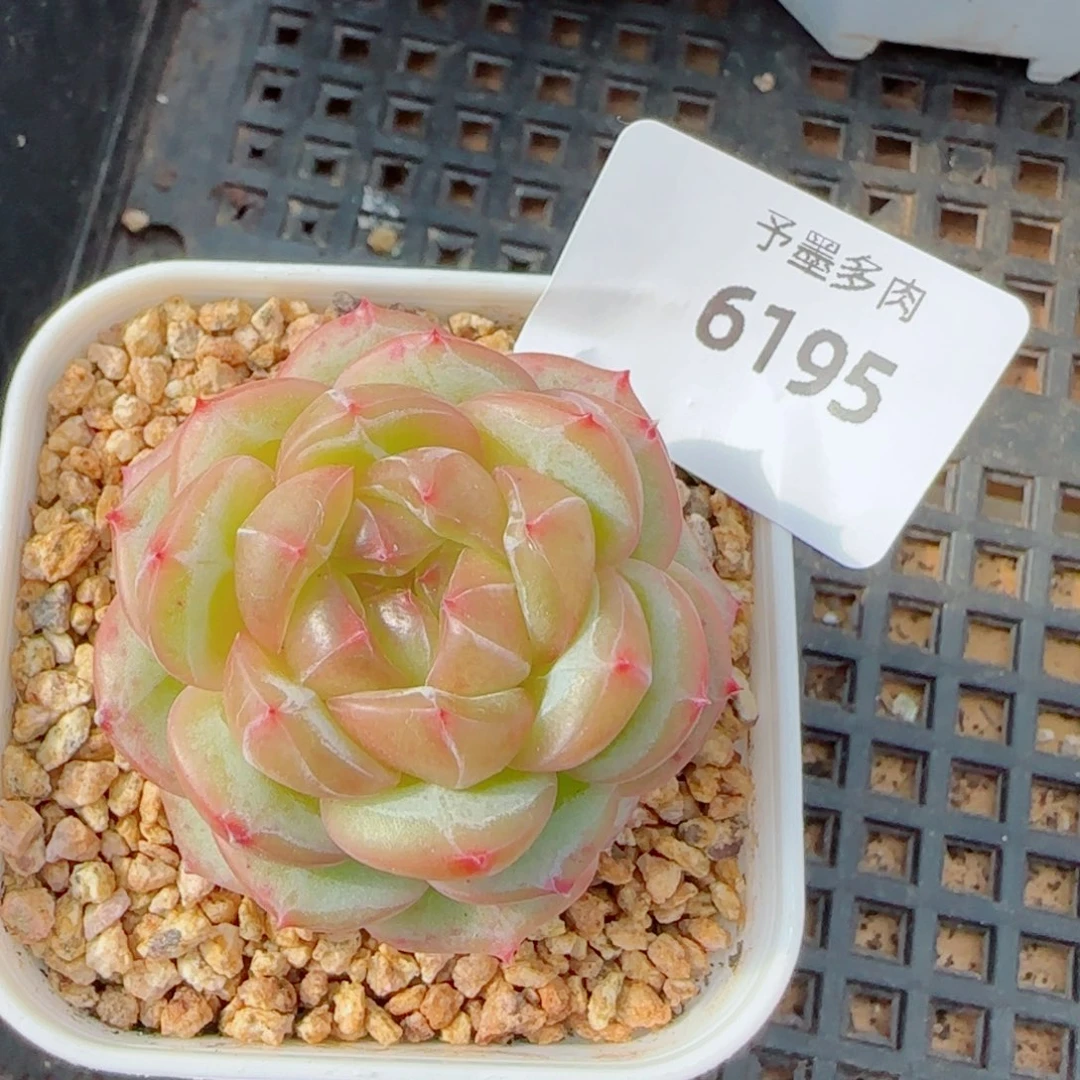 财富密码，6195多肉植物