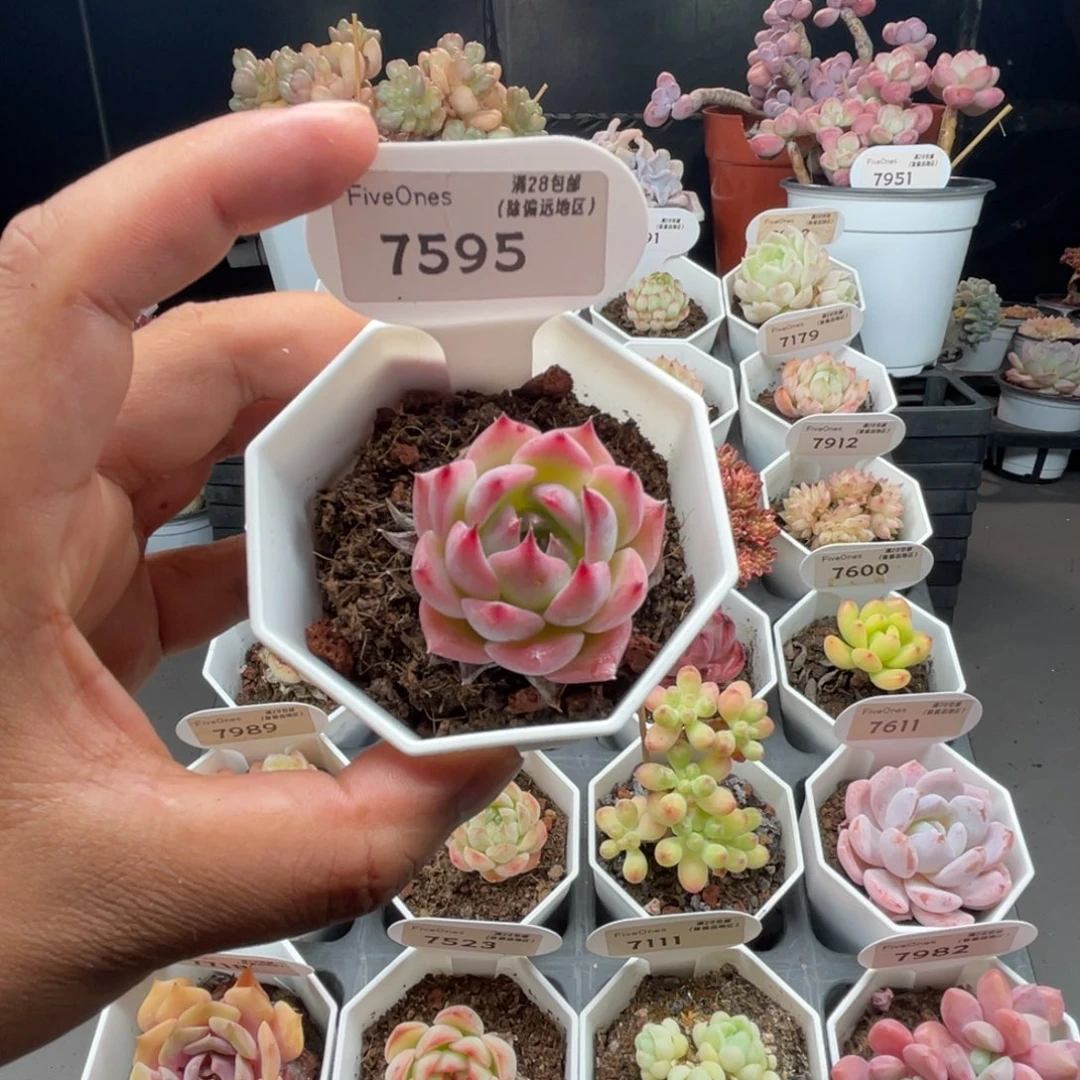 7595吉娃娃4.0厘米