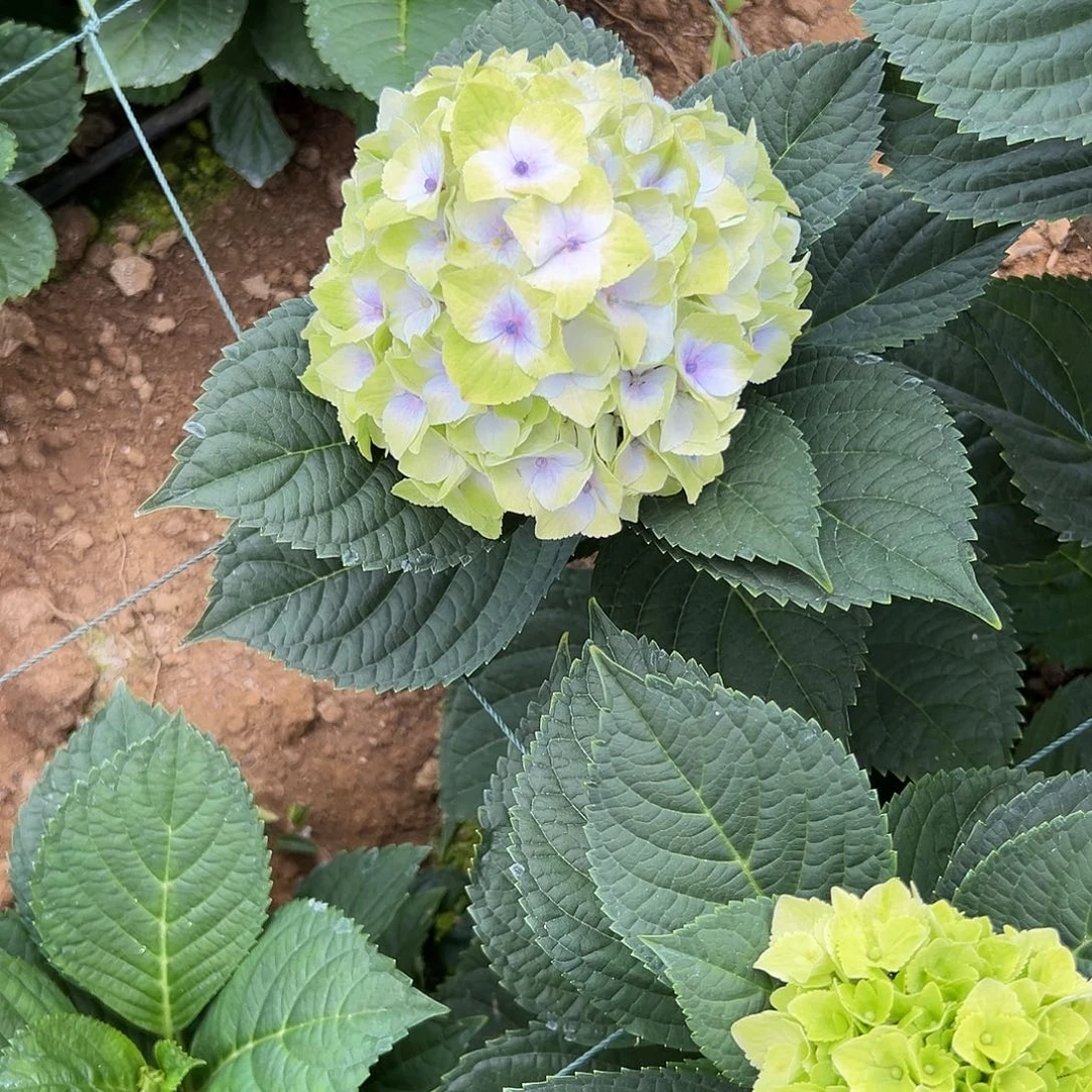 完全开放A67绣球两单包邮