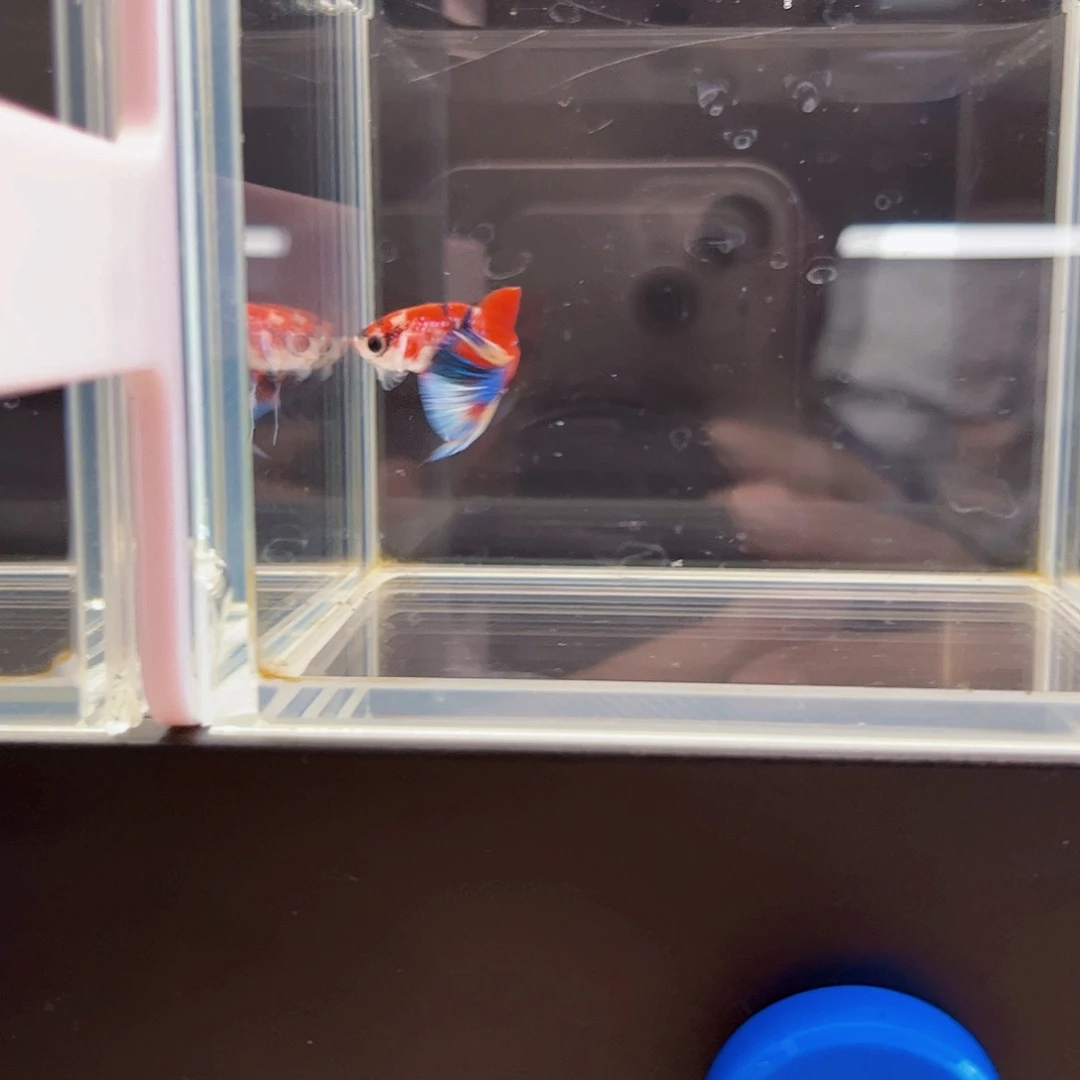 海水宙斯斗鱼竞拍09-13