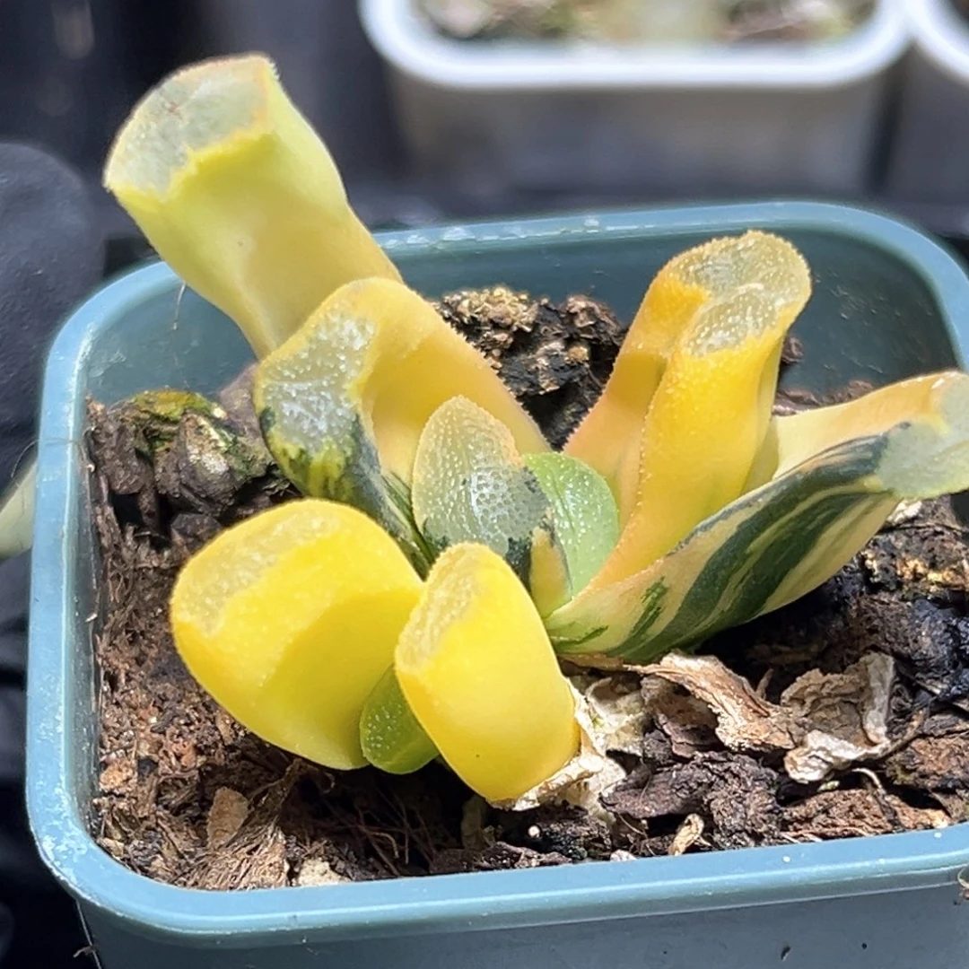 恭喜发财大吉大利4550