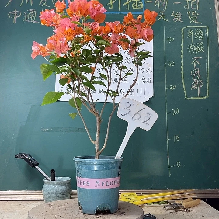当前无花栽培后可以开花波伊斯玫瑰362