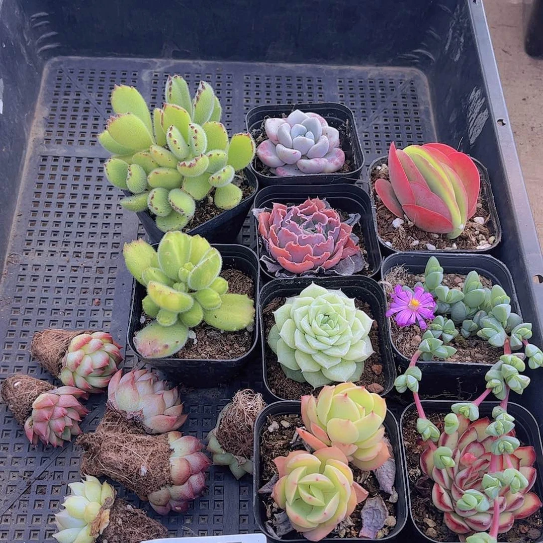 多肉447多肉植物