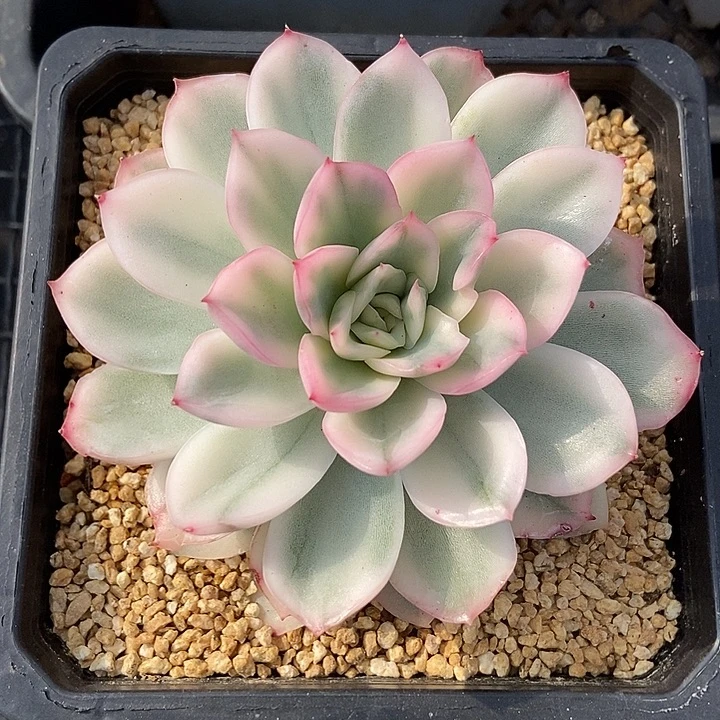 寒酥锦多肉植物的