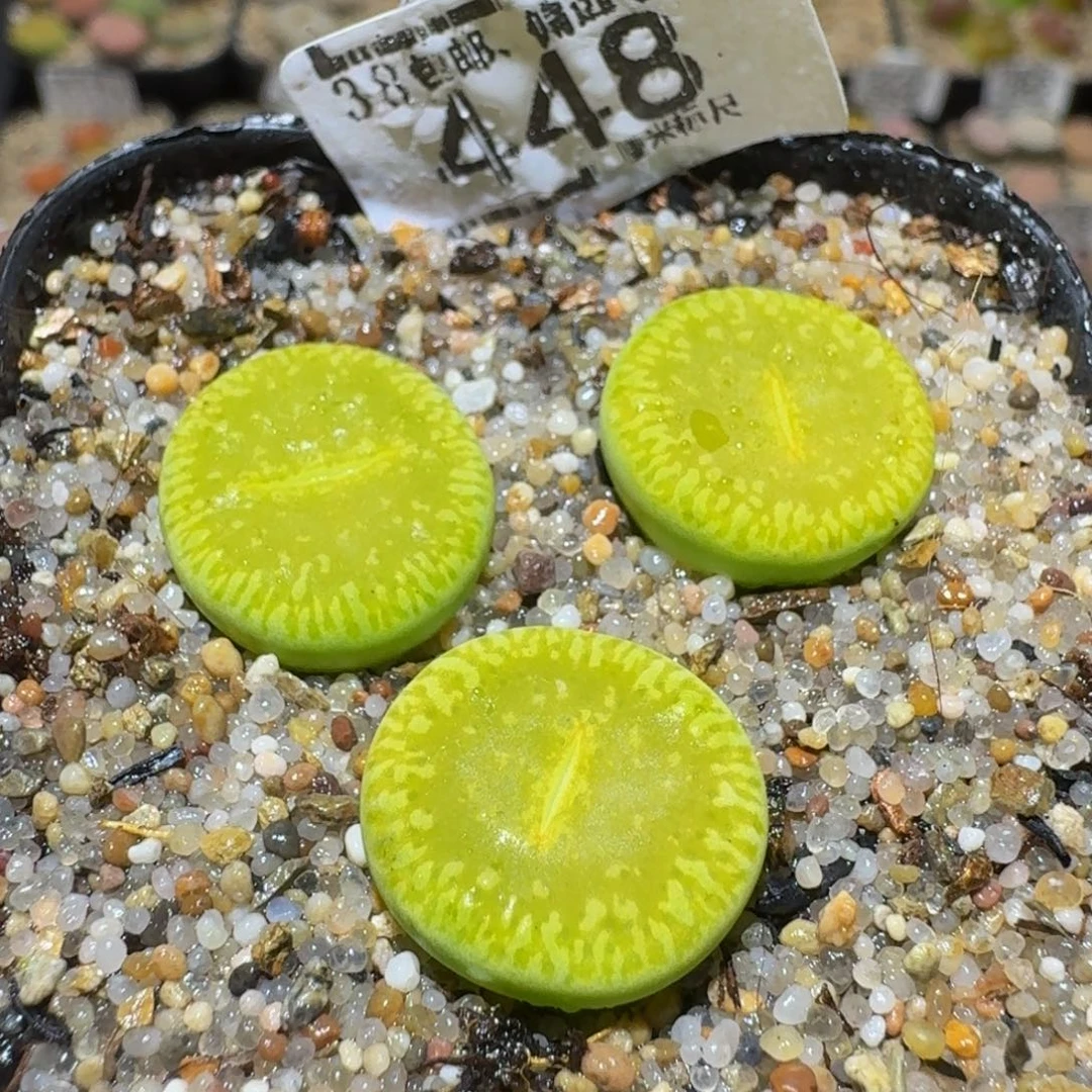 Ssss精品生石花448