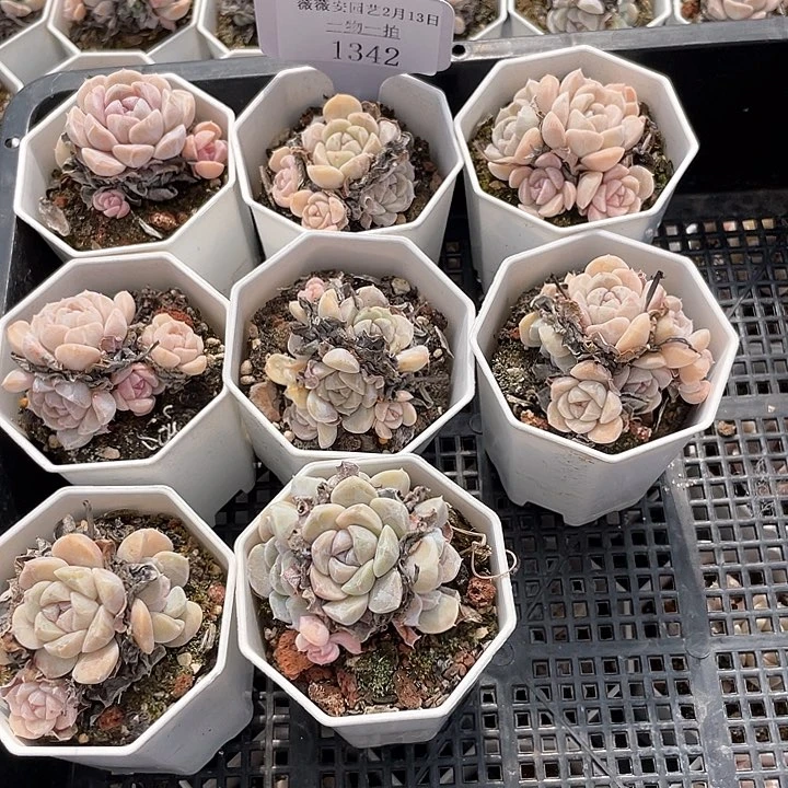 薇薇安园艺多肉1342