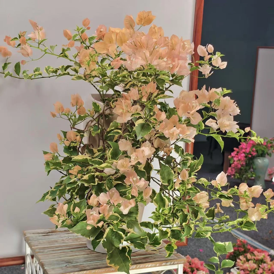 大号金边马斯花瀑布三角梅盆景老桩侧飘好养【艺景园花姐】