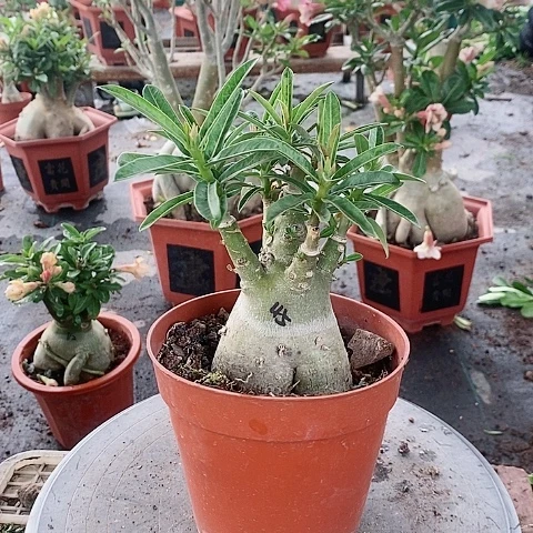 【闪购商品】无花朵平*心