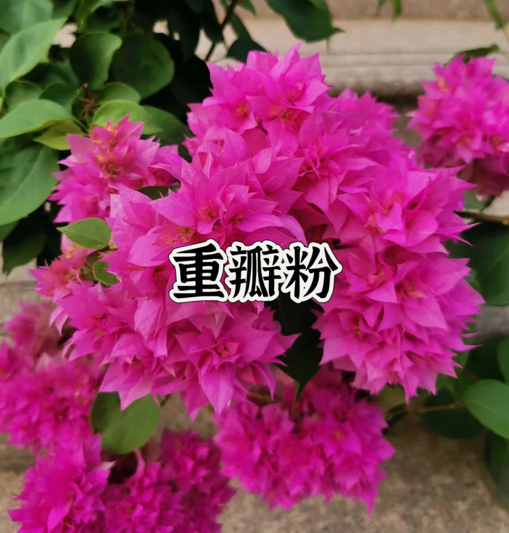 【重瓣粉1颗苗】三角梅四季开花勤花庭院阳台爬藤好养    品种基地。