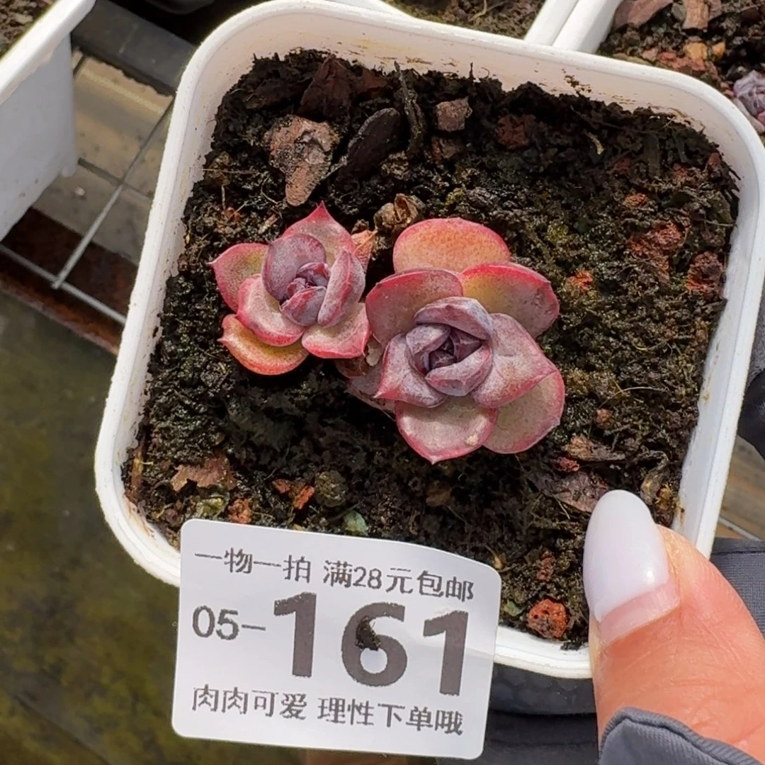 拉***丶黑橙子无盆土发货