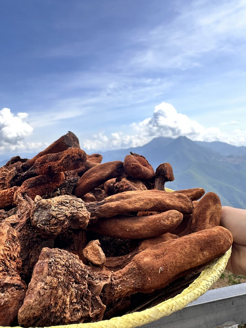 云南野生山货深山采挖自然晾晒干净无硫泡酒好搭档