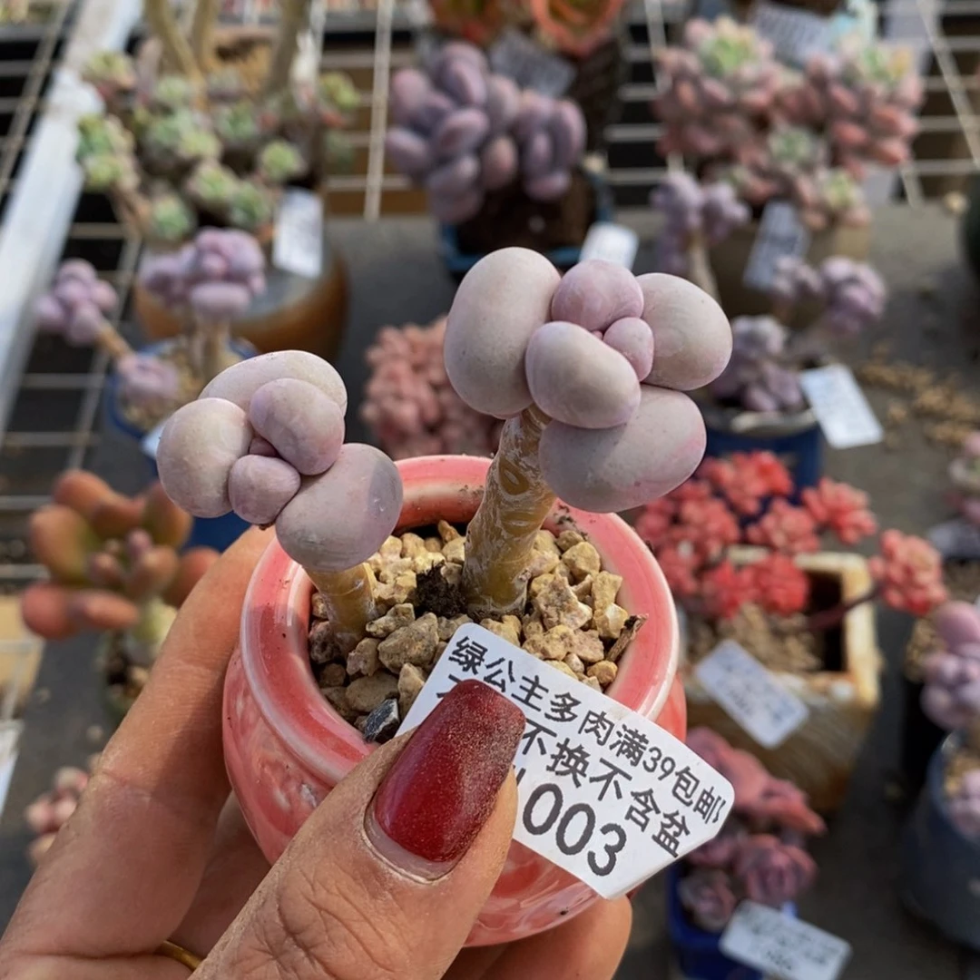 芭比奶酪003/5c m