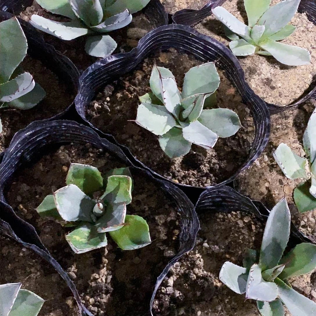 福克斯冠幅12公分左右