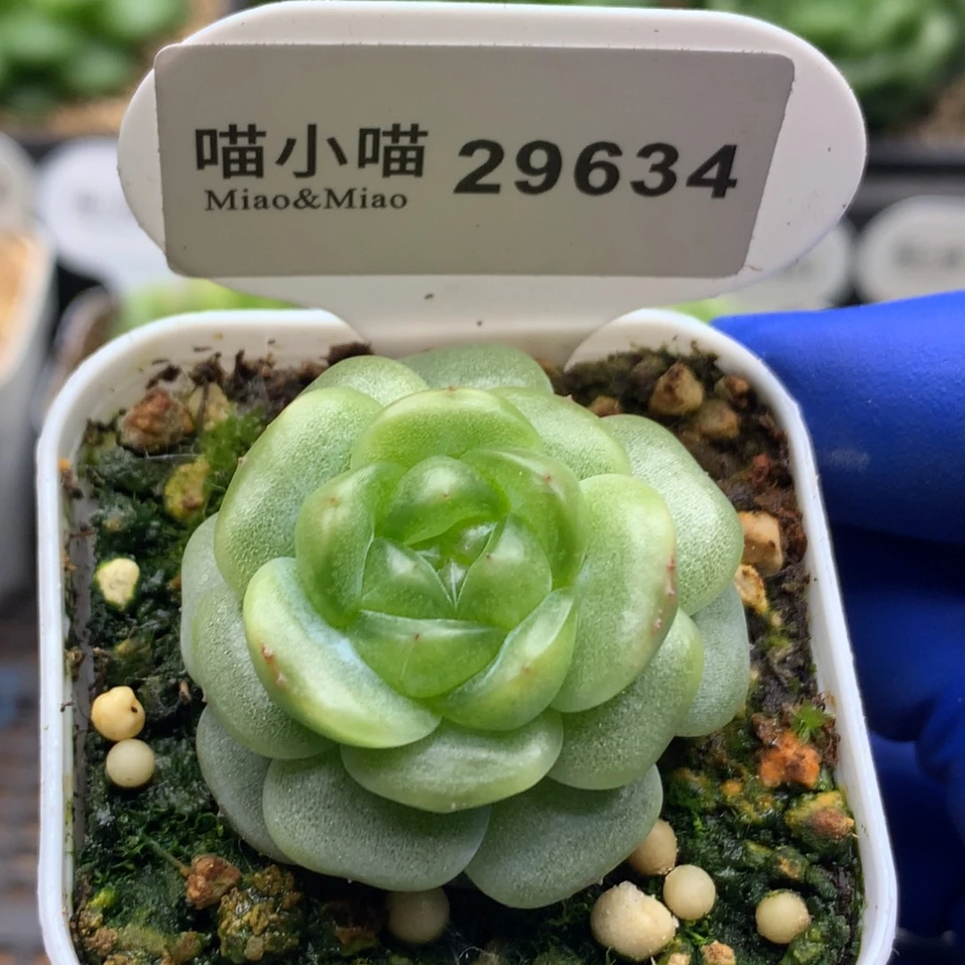 多肉植物杂交珍妮