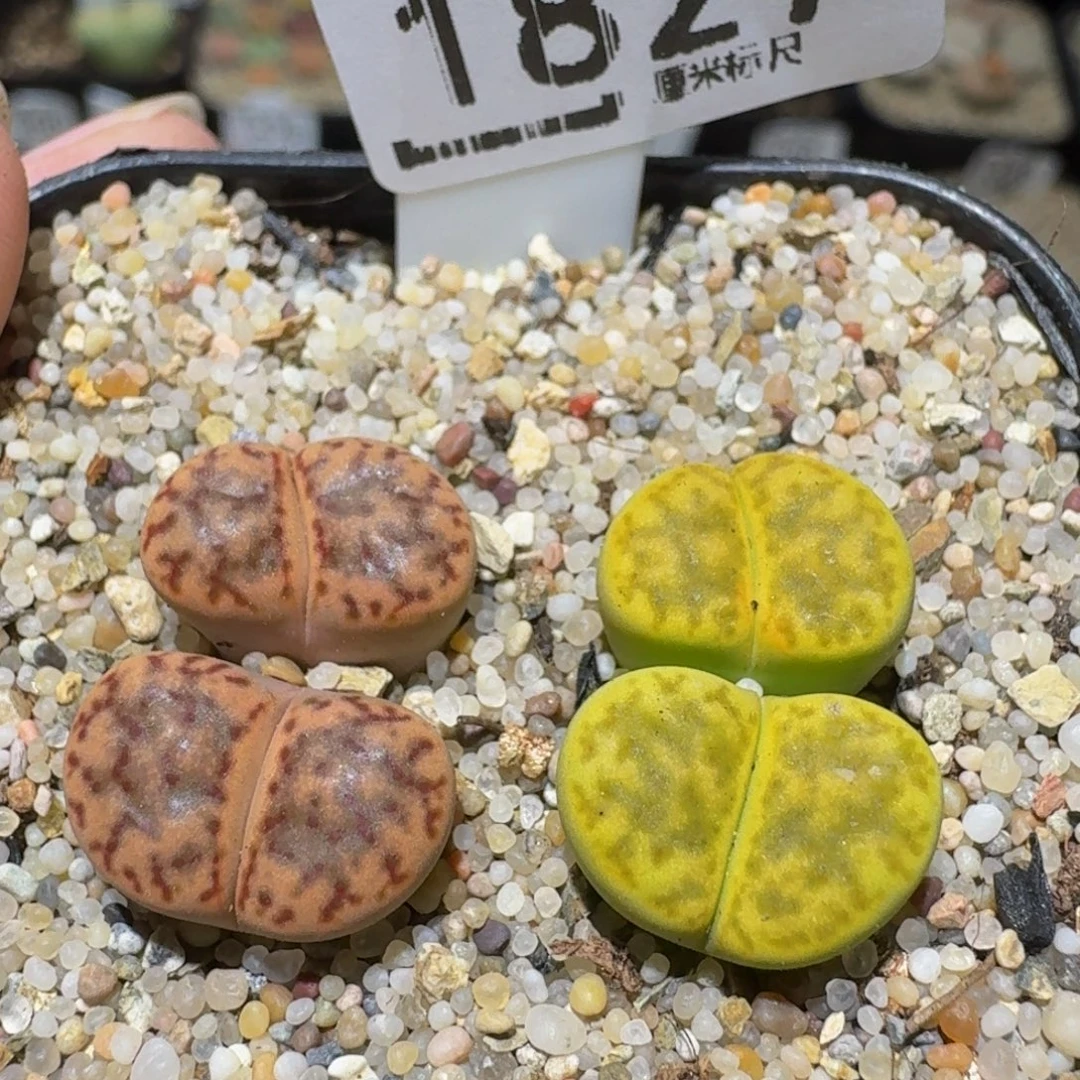 Ssss精品生石花1827