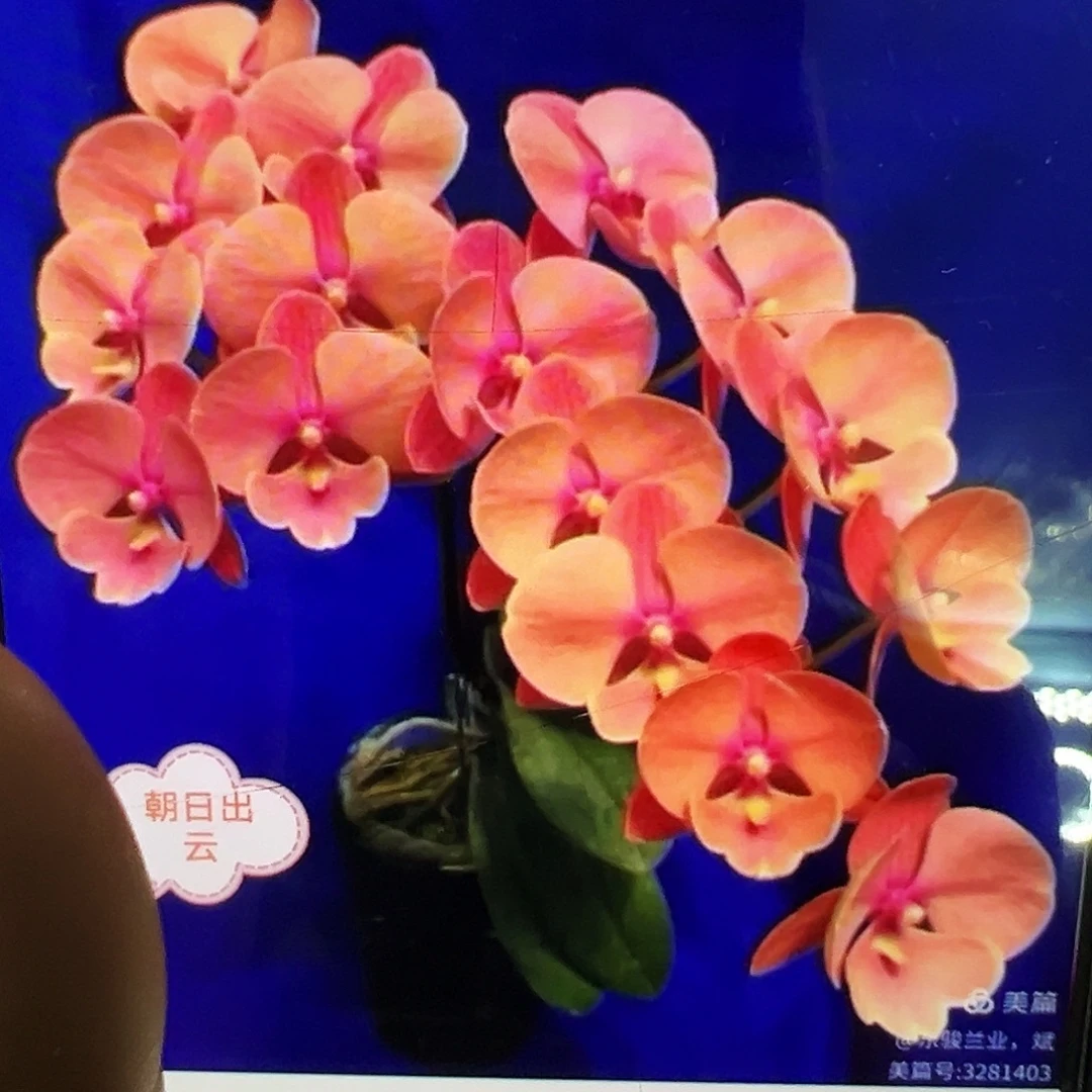 当前无花栽培后可以开花朝日出云新苗凑单发货一颗不发货
