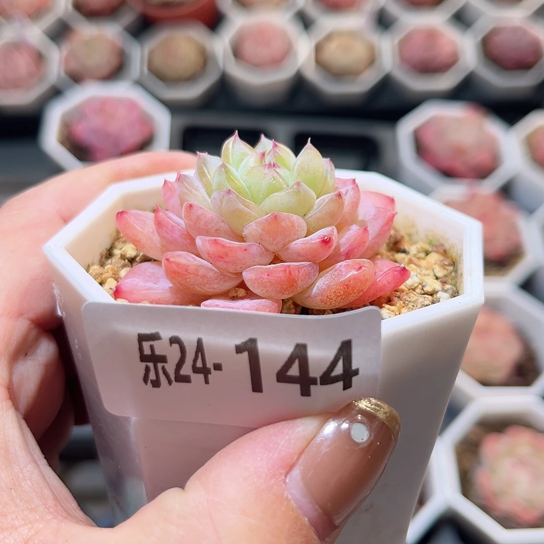 乐24-144 冰钻单头 