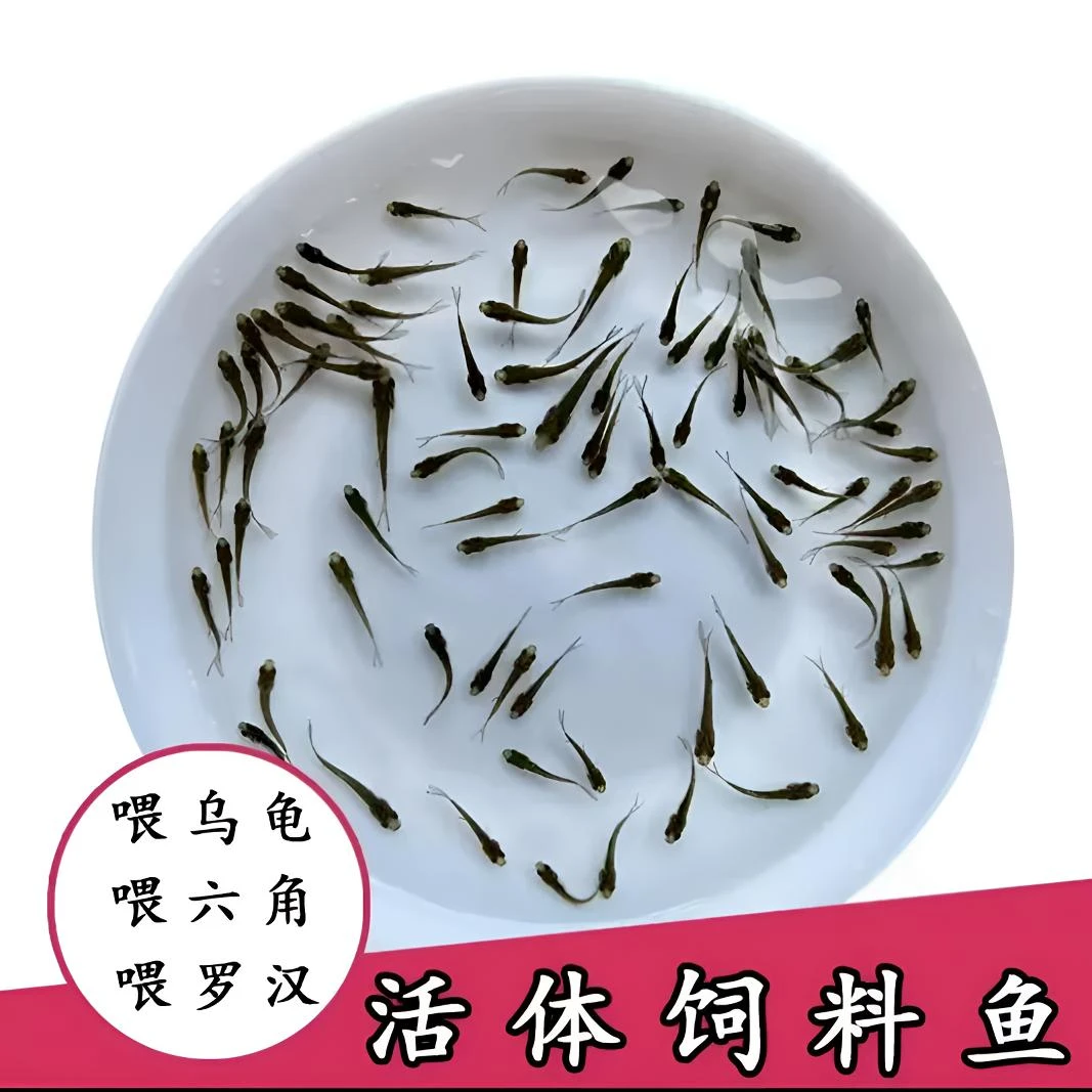 麦穗鱼活体饲料鱼养殖喂龙鱼鱼食六角乌龟鲜活食角蛙招财猫鳜鱼食