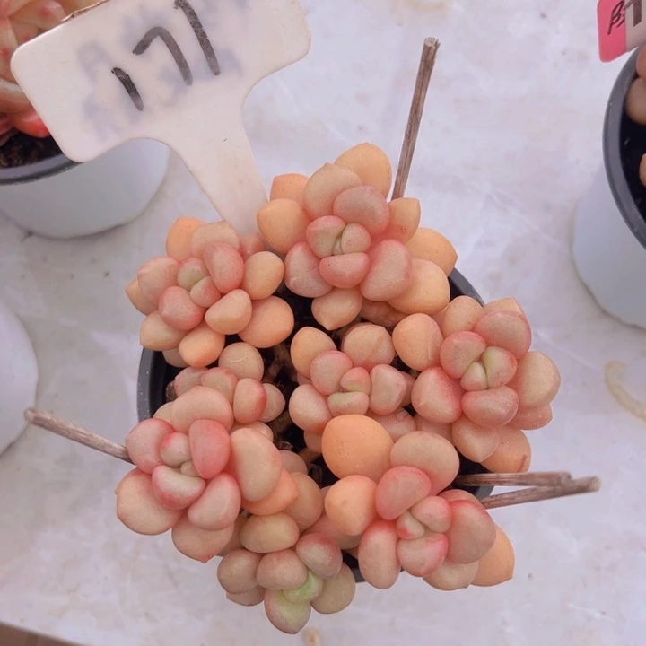 健健康康平平安安