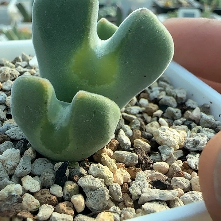 复稜矮胖空蝉多肉植物