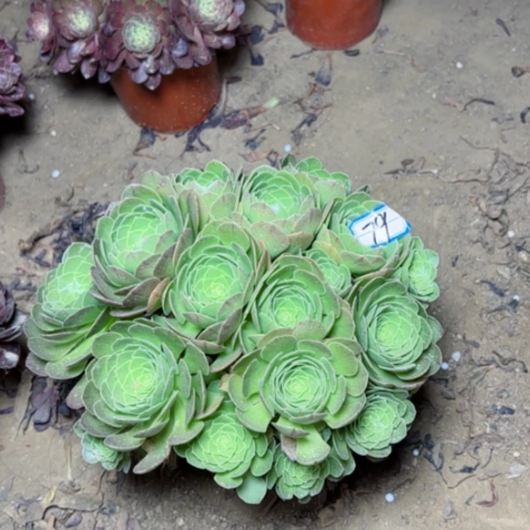 【闪购商品】多肉植物圣罗兰79