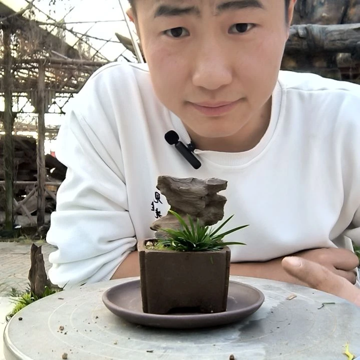 是**啊小盆景小植物一物一拍174