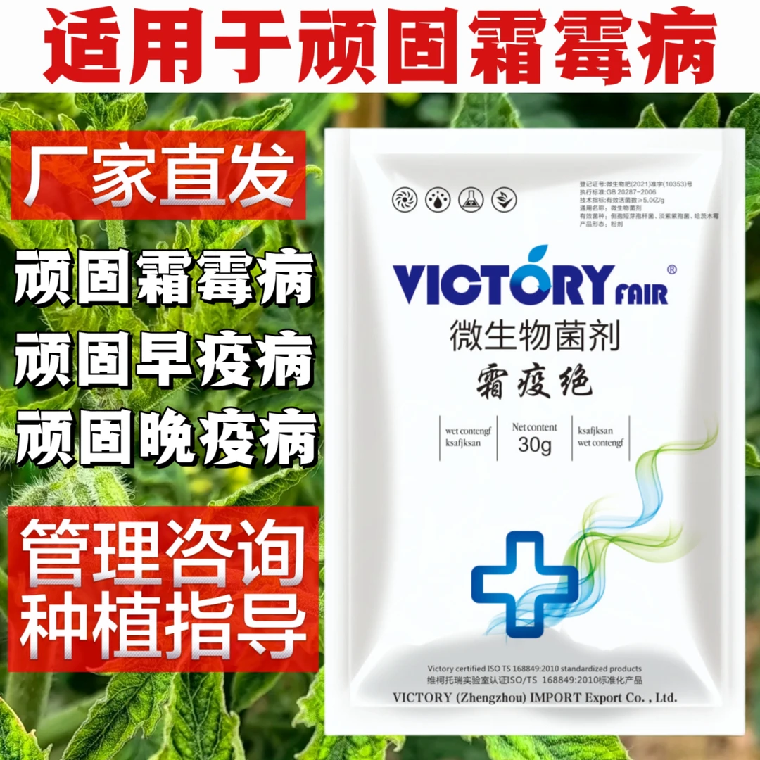 正品霜疫绝早晚疫病无抗性持久霜霉病植物有效一袋一壶水