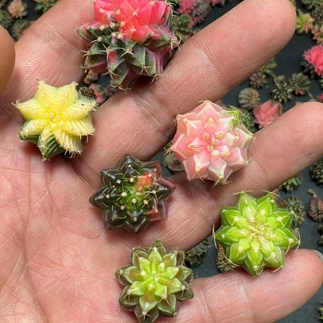 米哈实生自然锦泰国进口12