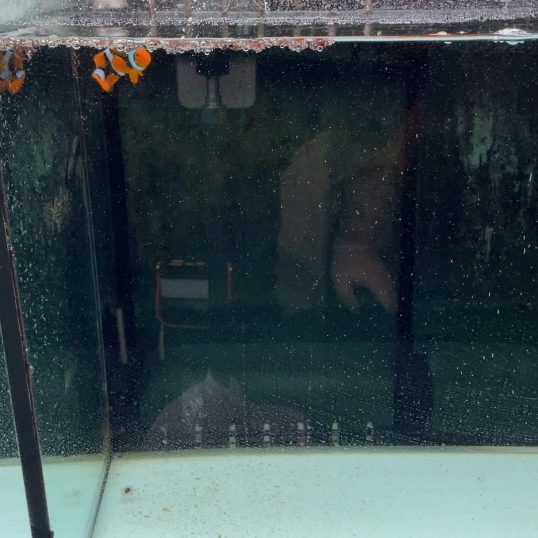 海水鱼6.2全黑一条111