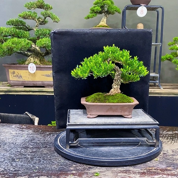 无花朵黄杨盆景四季常青