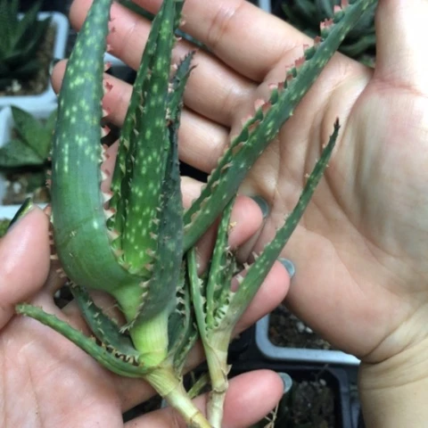 珊瑚火芦荟母本带侧牙一起
