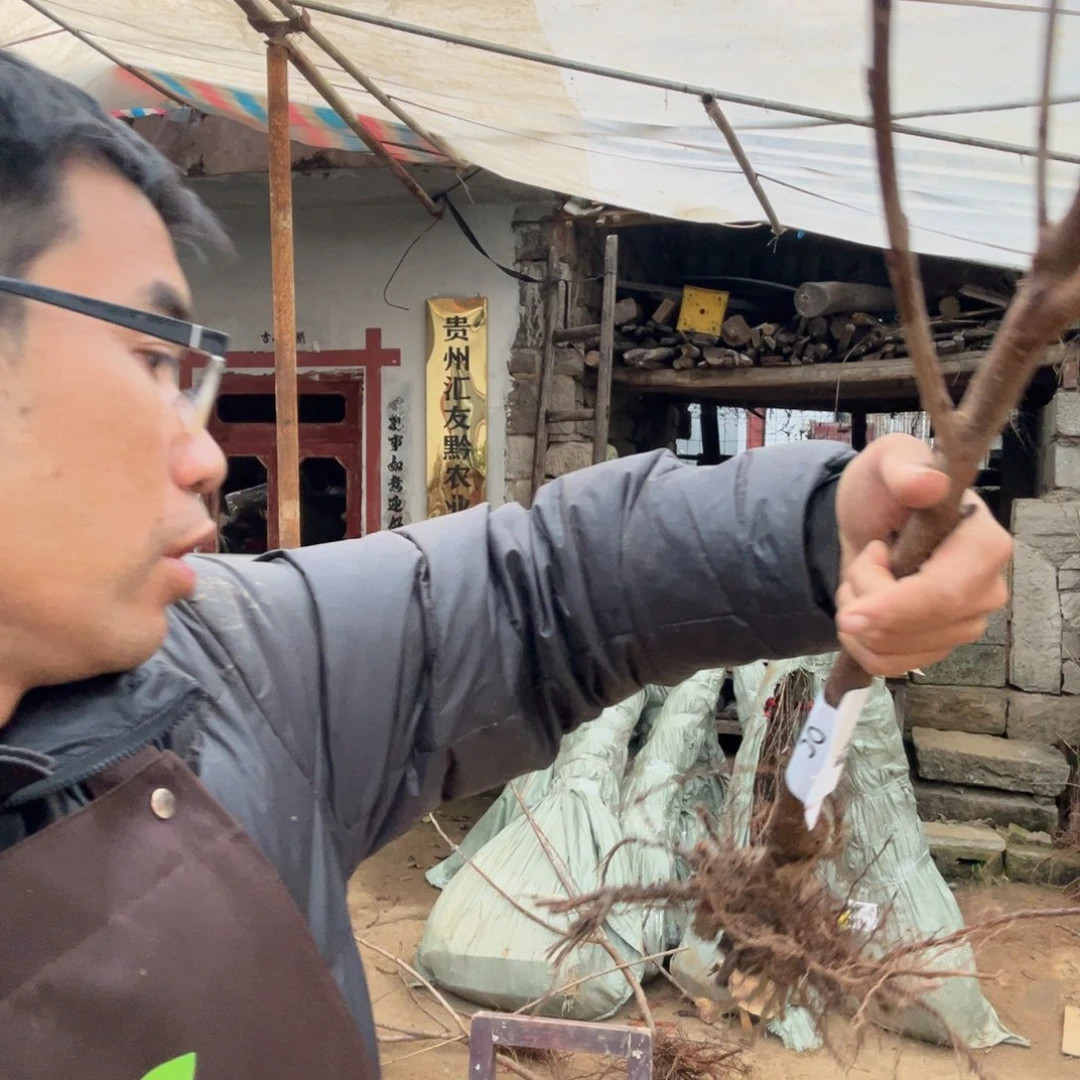 当前无花栽培后可以开花56