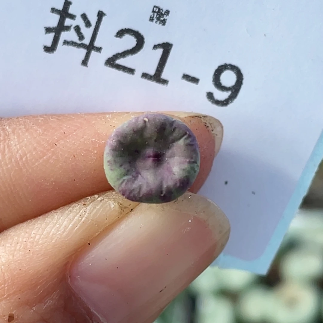 21-9嘴se多肉植物