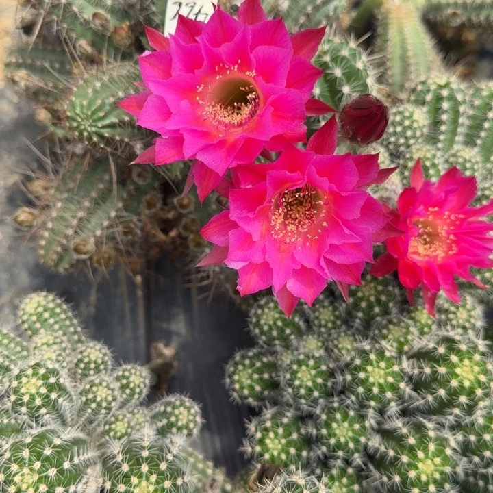 矮胖白檀547侧芽一个