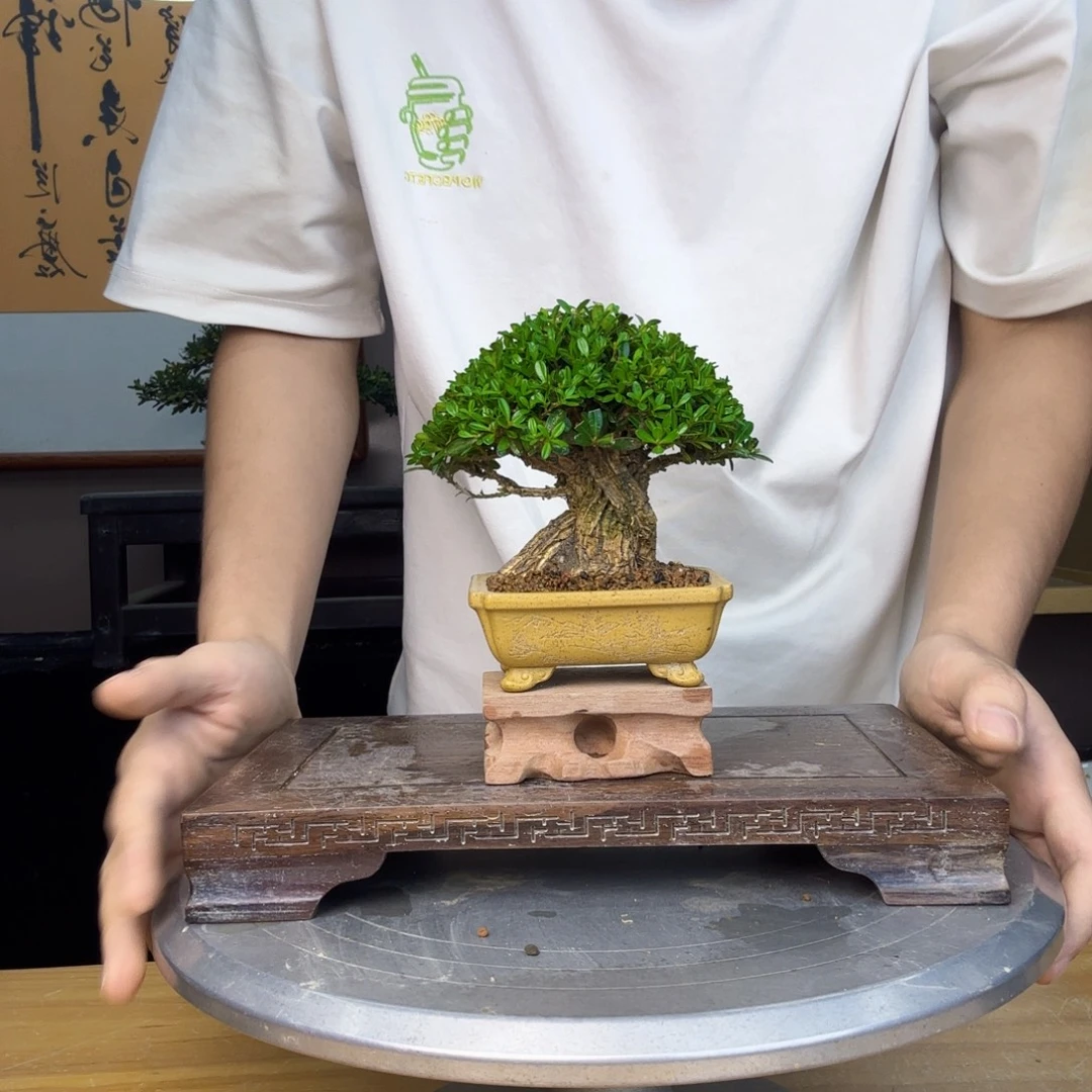 清***随无花朵翡翠黄杨 黄杨盆景