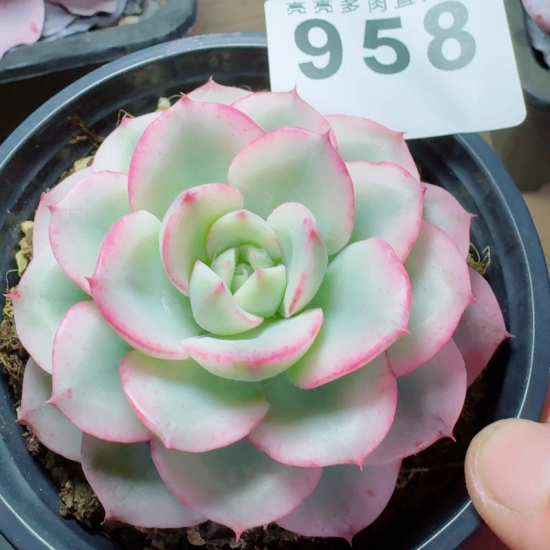 黄桃锦      愿你一路坦途，乘风破浪展宏图