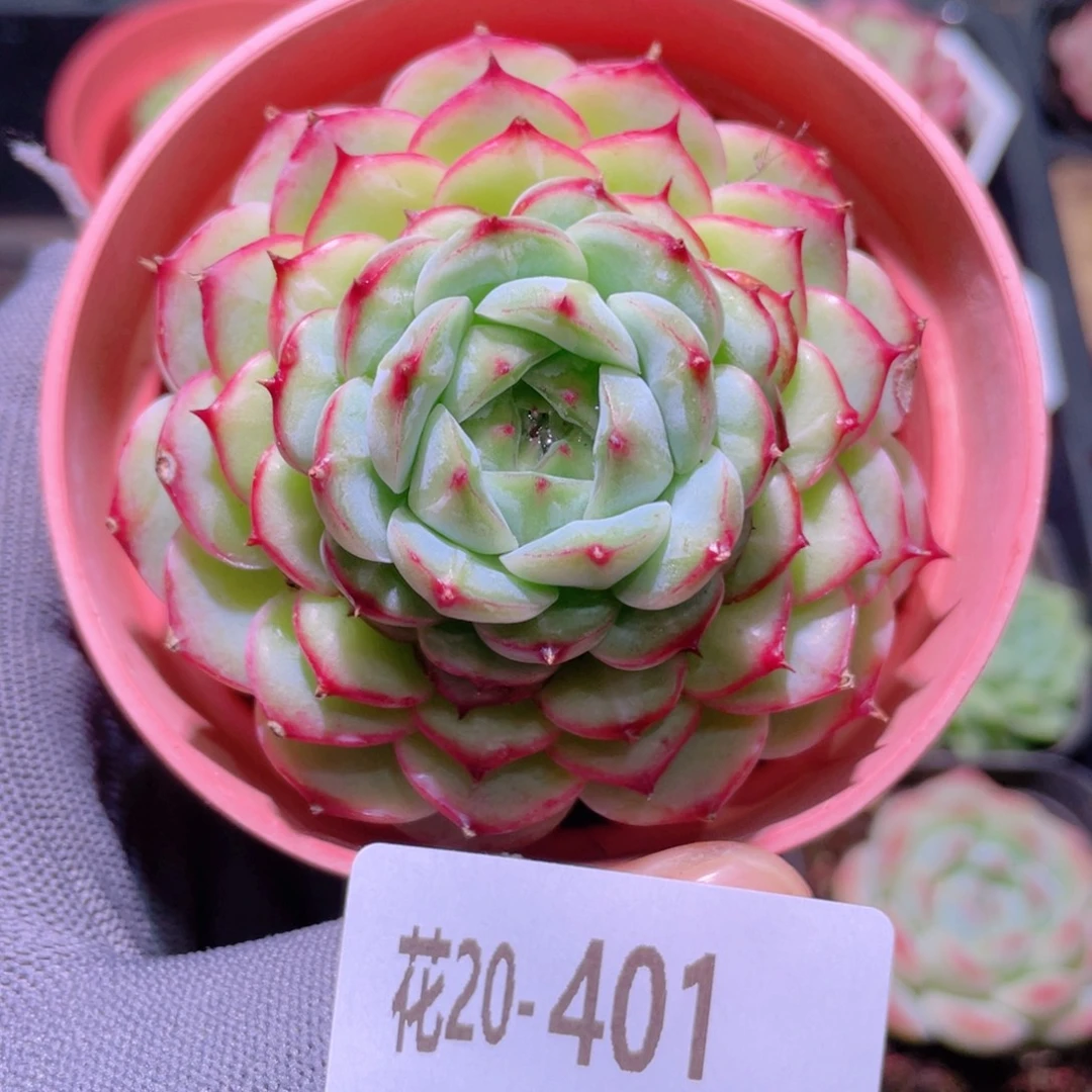 花利美20-401薄荷冰沙