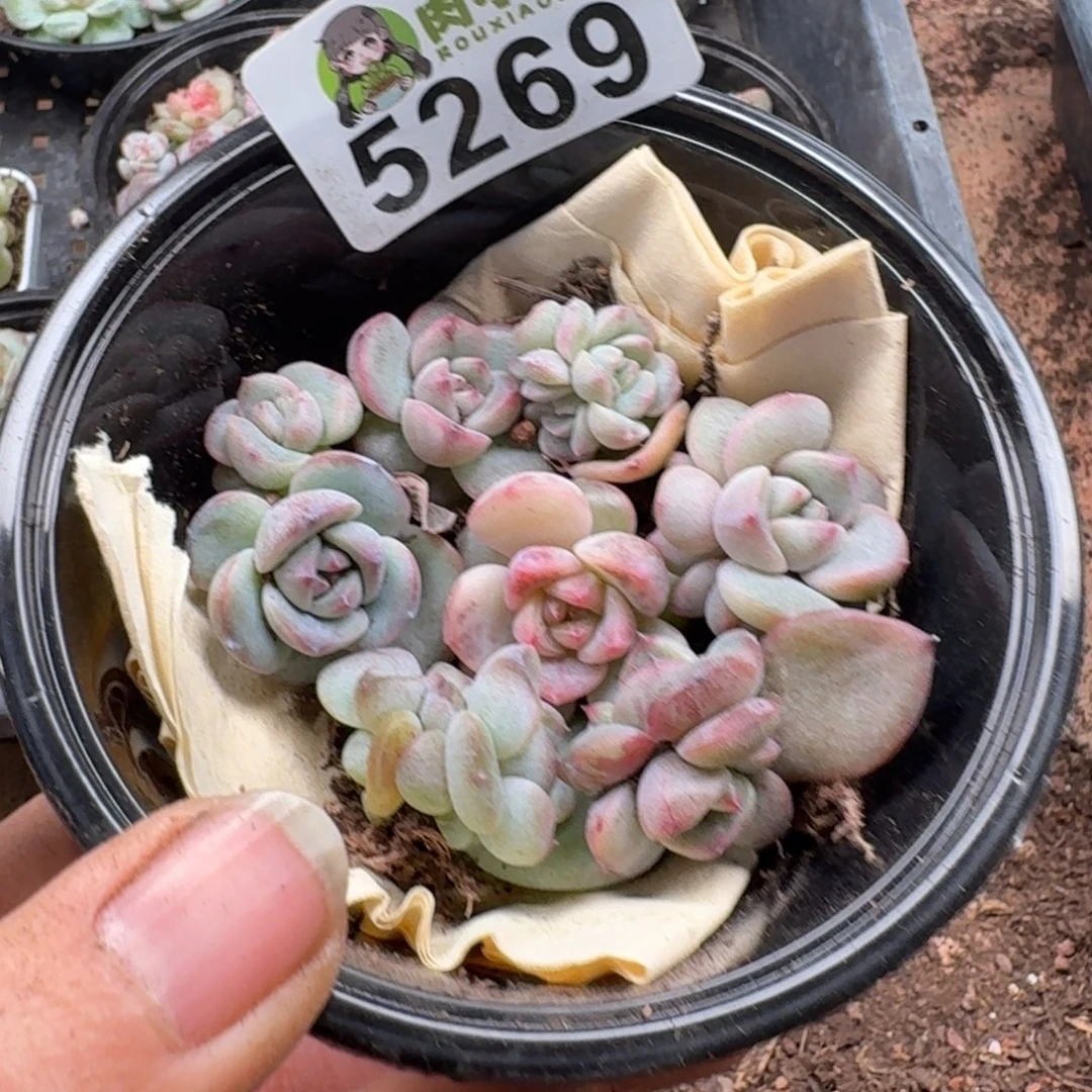 多肉植物多肉植物