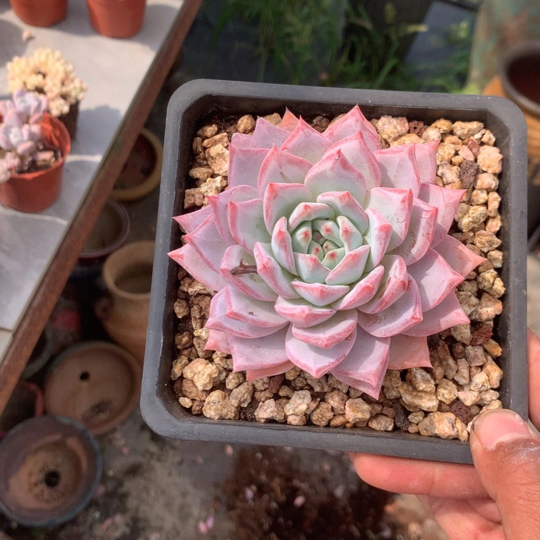 人工增水系统在国内已经应用