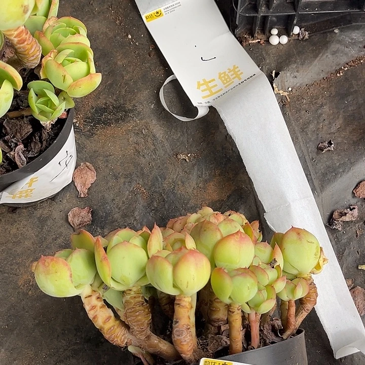 莲***6碧桃缀25号多肉植物精品