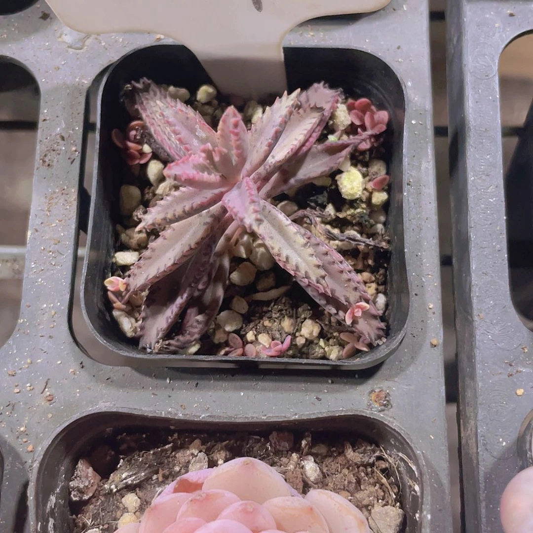 雪*不死鸟e049一物一拍