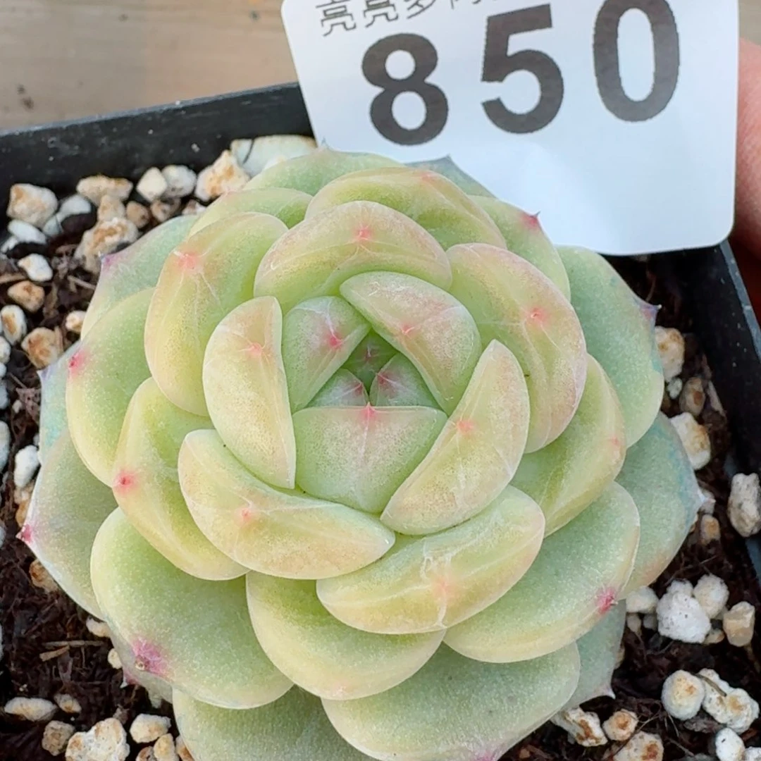 月玲珑珍妮         精品多肉