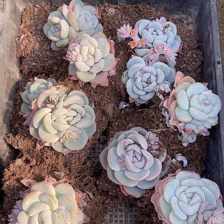 直播福利一物一拍525