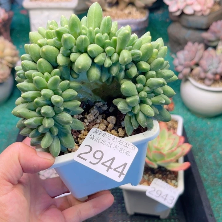 大2944/？xvxhxvxvbbh