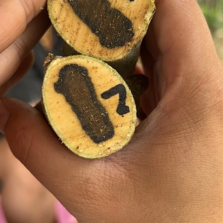 线香奇楠沉香原木段