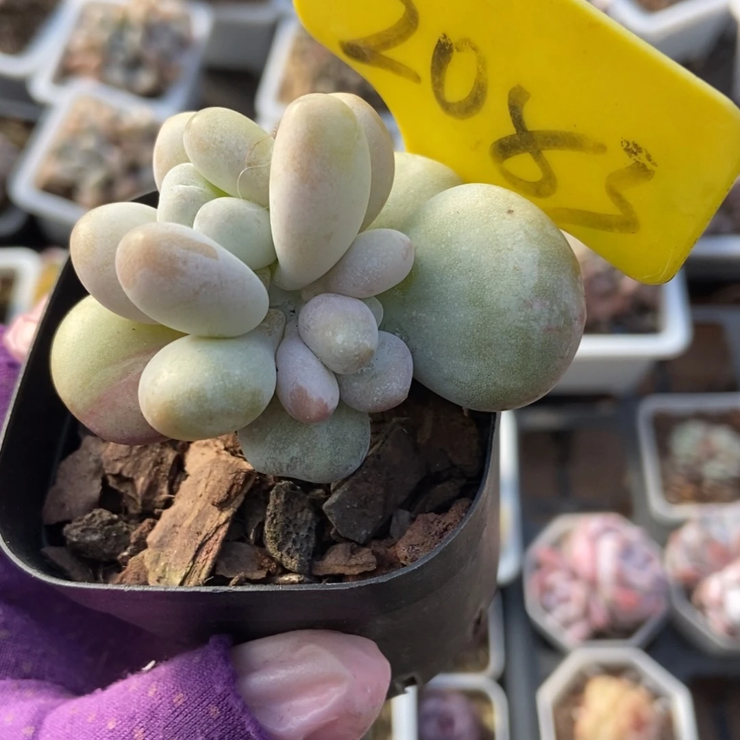 2083奶酪石化多肉植物保护